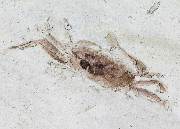 Fossil Pea Crab (Pinnixa) From California - Miocene #63731